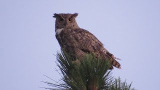 Great Horned Owl Calling  Maryland Oregon and Arizona [upl. by Cord]