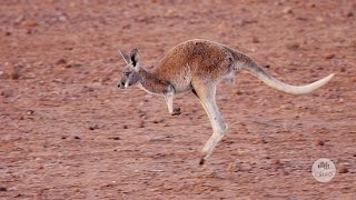 Australias Marsupials [upl. by Toblat]