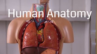 Basic Human Anatomy for Beginners [upl. by Johnston738]