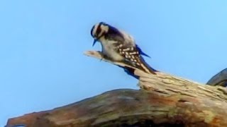 Downy Woodpecker Calling and Drumming [upl. by Aihsercal709]