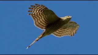 Sparrowhawk Bird Call Bird Song [upl. by Oznerol659]