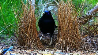 Satin Bowerbird courtship behavior 4K [upl. by Nitsuj]