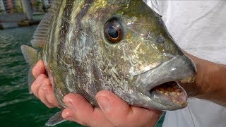 This Fish EATS Rocks Catch Clean Cook Sheepshead [upl. by Jonathan]