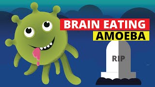 Brain Eating Amoeba Naegleria fowleri [upl. by Emalia]