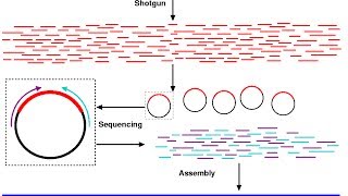 Shotgun sequencing [upl. by Aramoiz]