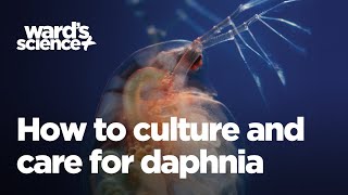 Caring and Culturing for Daphnia [upl. by Blodgett]