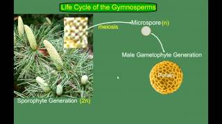 Gymnosperm Pine Life Cycle [upl. by Eri]