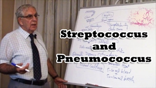 Streptococcus and Pneumococcus [upl. by Theta]