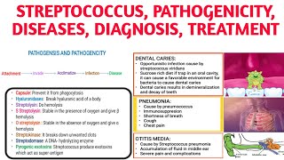 Streptococcus Classification Pathogencity Diseases Diagnosistreatment [upl. by Bergmans312]