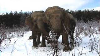 The Elephant Sanctuary  Elephants in the Snow [upl. by Anelak]