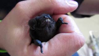 Hungry microbat enjoys his dinner [upl. by Asylla]