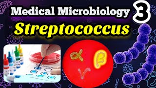 Streptococcus شرح بالعربي Morphology Classification and identification [upl. by Adelaida]