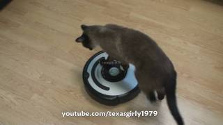 Cat shows HOW TO use iRobot Roomba Vacuum [upl. by Colby]