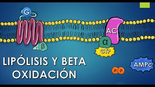 CLASE LIPÓLISIS Y BETA OXIDACIÓN [upl. by Janel346]