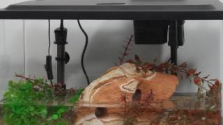 Tetra® Products — 10 Gallon Aquarium Kit Setup [upl. by Popper491]