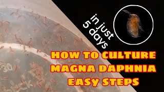 How to Culture Magna Daphnia Easily [upl. by Ahsinotna]