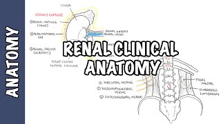 Kidneys  Clinical Anatomy renal anatomy [upl. by Lynnet]