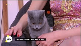 Le Chartreux  un chat royal [upl. by Ardnaxila]