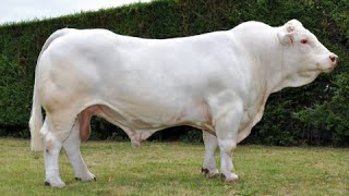 Charolais bulls [upl. by Atteras]