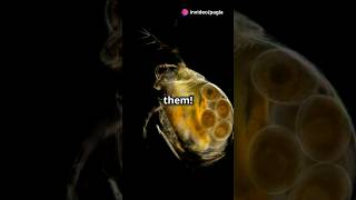 How to culture Daphnia for your Aquarium [upl. by Fedora]