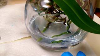 Fertilizing tips for orchids in full water culture [upl. by Aiouqahs]