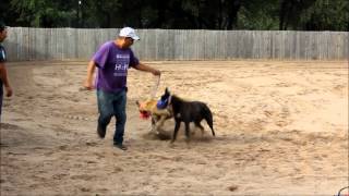 Training Greyhounds to Race [upl. by Uticas]