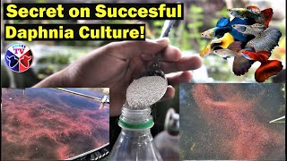 How to Culture Daphnia Successfully [upl. by Tiossem]