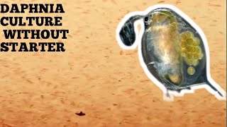 HOW TO CULTURE DAPHNIA NATURALLY WITHOUT A STARTER [upl. by Nyleda]