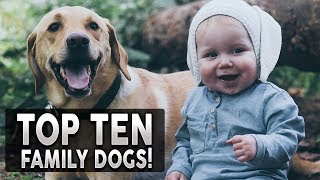 TOP 10 BEST FAMILY DOG BREEDS IN THE WORLD [upl. by Given757]