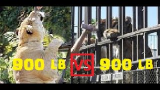 🐯900 lb Tiger Versus 🦁900 lb Liger Tiger vs Liger vs Lion Size Comparison [upl. by Kirbie]