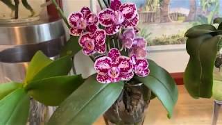 Growing Phalaenopsis in water [upl. by Averat]