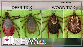 Ticks on the rise across the country [upl. by Iaoh]