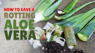 How To Save A Rotting Aloe Vera Plant [upl. by Lirbaj]