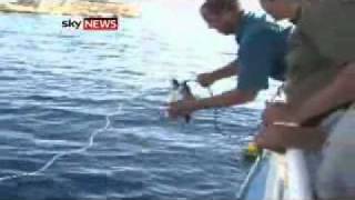 Witness Describes Egypt Shark Attack [upl. by Ffej]