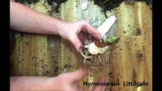 How to propagate and divide your Spider lilies Hymenocalis Littoralis [upl. by Adnahcal127]