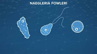 Naegleria Fowleri the braineating amoeba What is it How do you prevent it [upl. by Kittie]