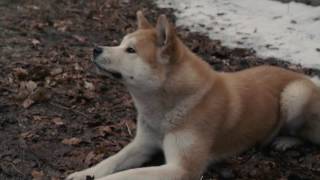 AFFIRM Films Presents Hachi A Dogs Tale [upl. by Aelat854]