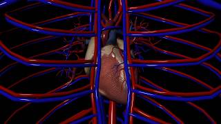 Class III Antiarrhythmics for Arrhythmias irregular heartbeat [upl. by Edmanda]