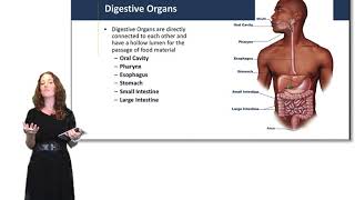 Introduction to the Digestive System [upl. by Zemaj]