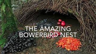 The Amazing Bowerbird Nest [upl. by Christal381]