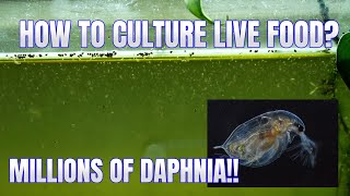 How to Culture Daphnia Secret Method to Breed MILLIONS  Simply Aquatic [upl. by Masry230]