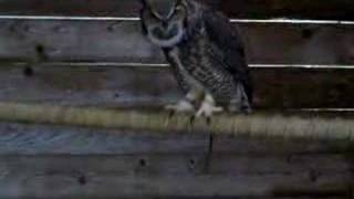 Hooting Great Horned Owl [upl. by Bartle701]