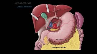 Peritoneum tutorial [upl. by Lleinad]