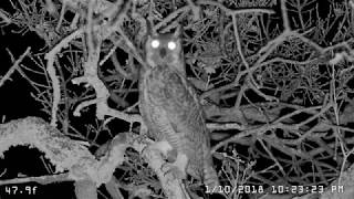 Female Great Horned Owl Hooting [upl. by Ruy]