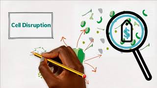 Cell Disruption using High Pressure Homogenization [upl. by Naesad273]