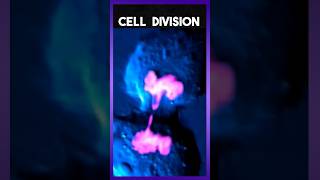 Cell Division Animation [upl. by Fidelas]