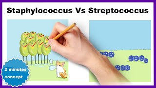 Staphylococcus vs Streptococcus How to differentiate [upl. by Duval]