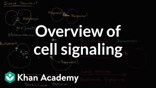 Overview of cell signaling [upl. by Einial211]