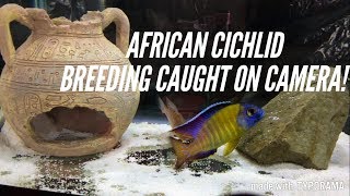 African Cichlids Breeding  The 3 Stages  Caught In The Act [upl. by Laemaj]