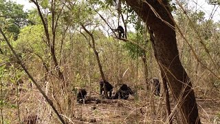 ISU anthropologist witnesses rare lethal aggression in African chimps [upl. by Lemmueu]